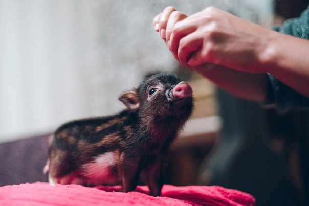 Минипиг: домашние мини свинки в квартире в домашних условиях, содержание и уход