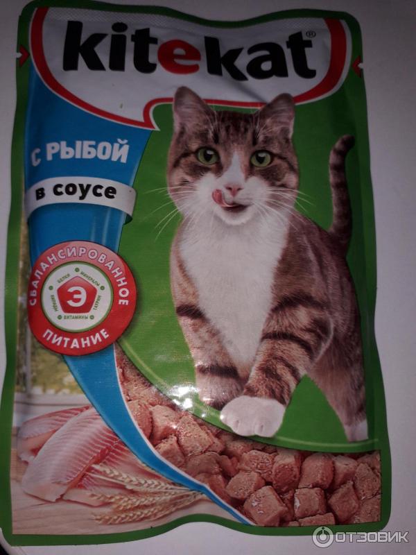 Можно ли кормить кошку кормом китикет