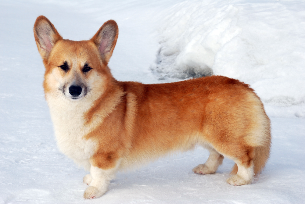 10 пород собак, похожих на лису: названия, фото и описание