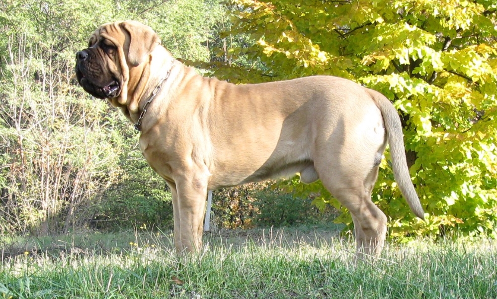 Крупные породы собак. описания, названия и фото собак крупных пород | животный мир