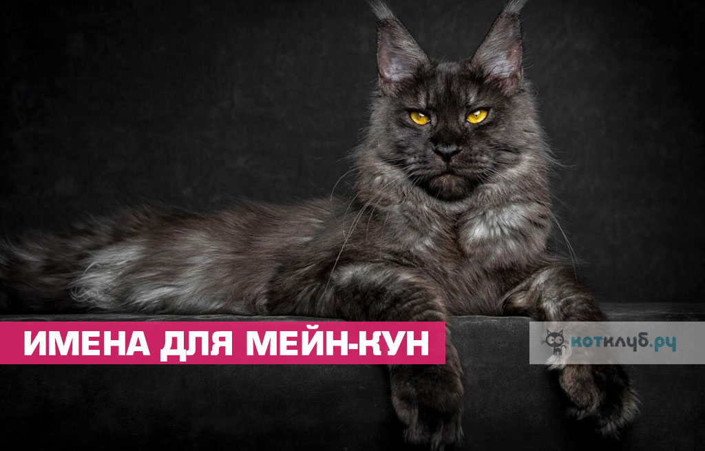 Как назвать мейн-куна мальчика или девочку