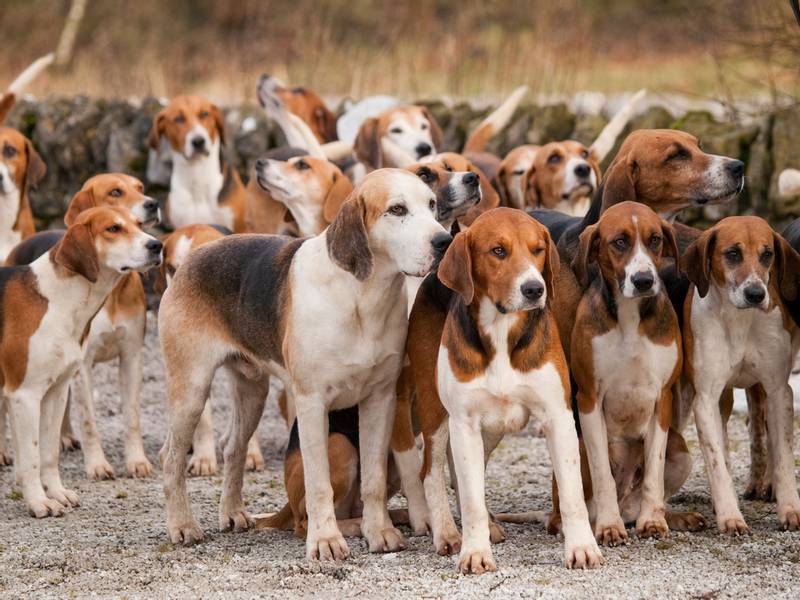 Характеристика собак породы русская пегая гончая с отзывами и фото
