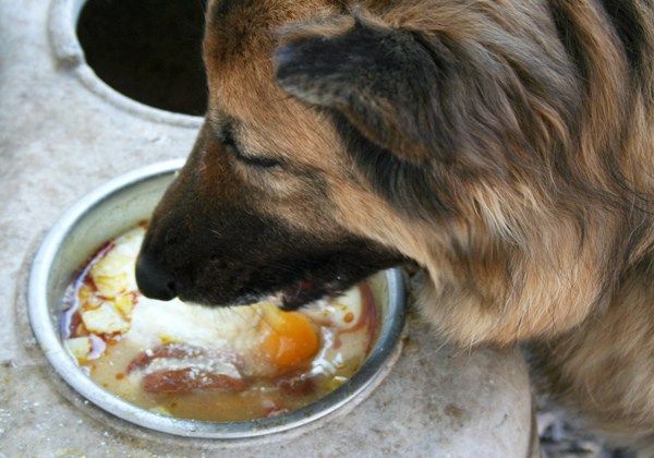 Можно ли масло собаке: в каких количествах давать | блог ветклиники "беланта"