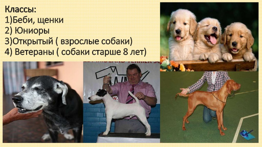Вес собаки смешаной породы - кормление. правильная кондиция - лабрадор.ру собаки - ретриверы