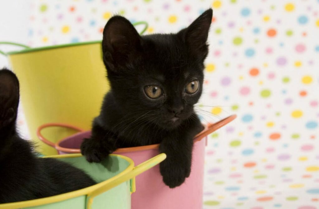 Шотландская вислоухая кошка (100 фото): повадки и характер кота, выбор котенка и рекомендации по содержанию