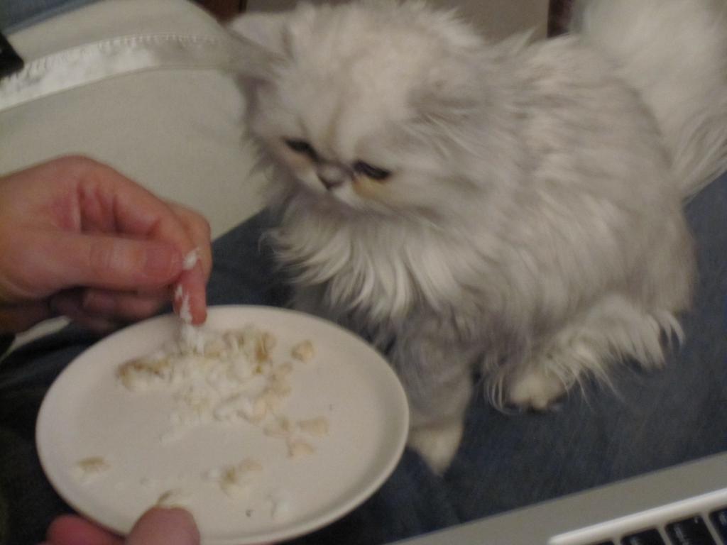 Что делать, если кошка не ест