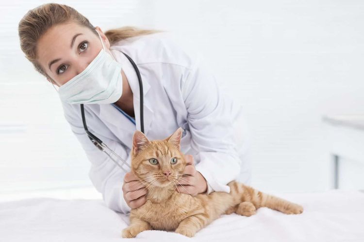 Анемия у кошек: виды и как лечить