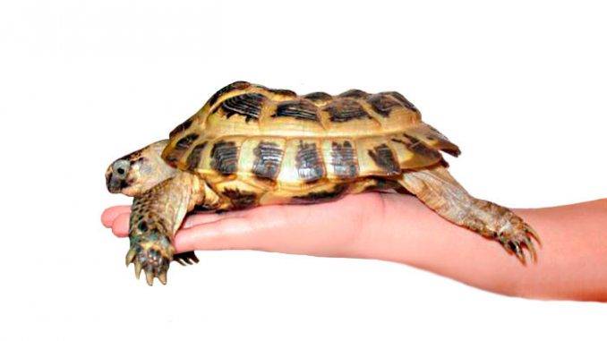 Болезни сухопутных черепах в домашних условиях: симптомы, лечение. пневмония (воспаление легких) - все о черепахах и для черепах