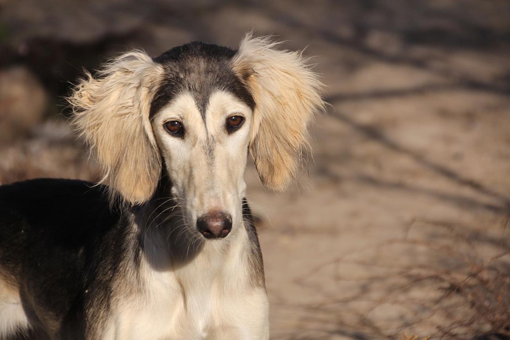 Собака салюки (персидская борзая), фото и видео породы собак персидская борзая (салюки)