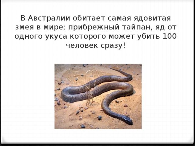 21 самая опасная змея на планете: о них ты не знал!