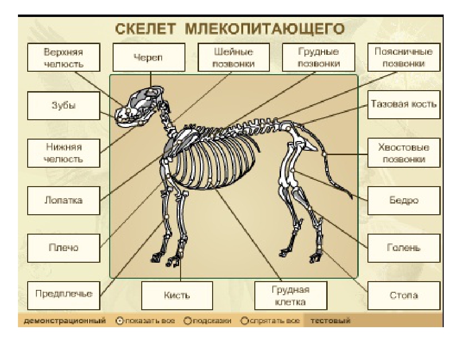 Строение скелета кошки