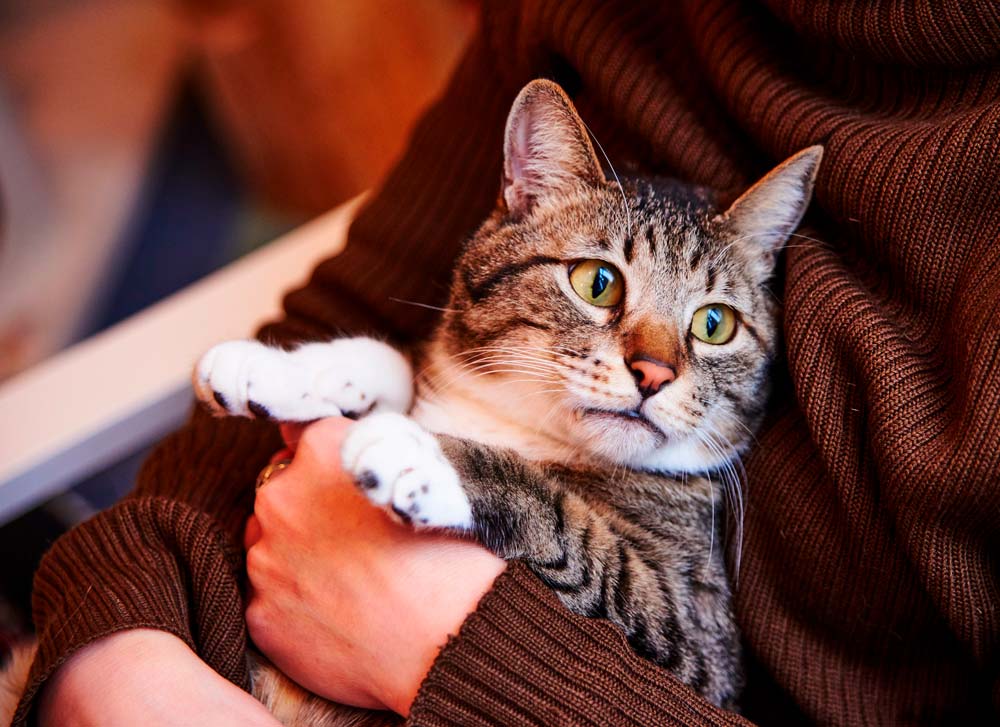 Кошки и коты — самые популярные животные?