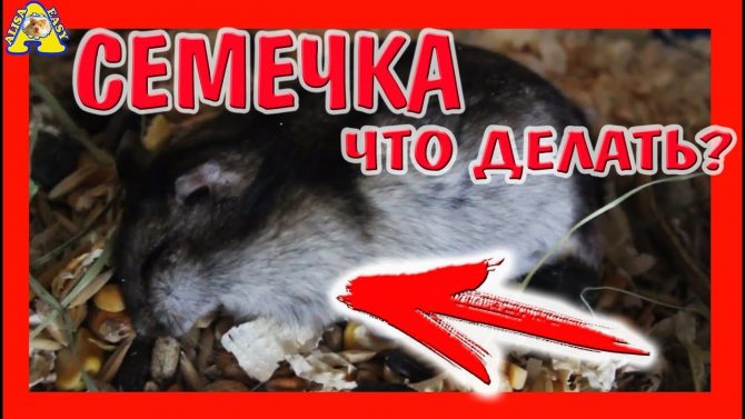 Сколько спят хомяки и впадают ли в спячку?