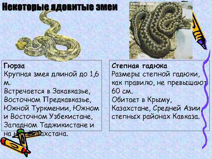 Гюрза | мир животных и растений