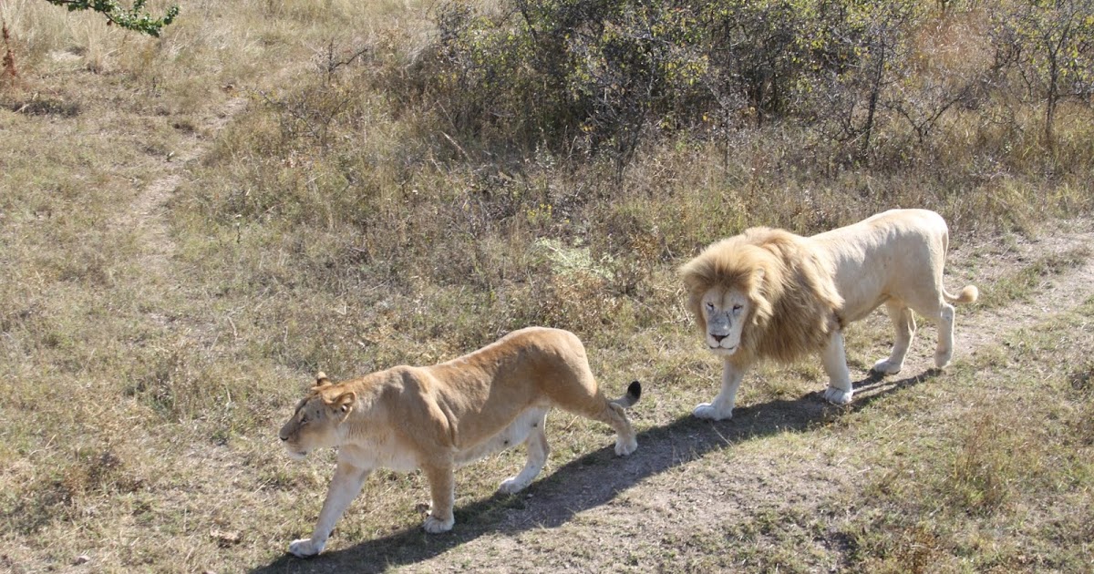 20 интересных фактов о львах