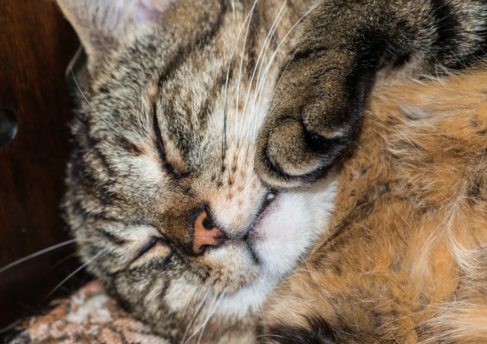 Генетика кошек – зачем делать днк-тест и к чему быть готовым? | hill's pet