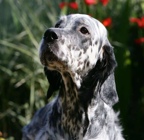 Шотландский сеттер: все о собаке, фото, описание породы, характер, цена