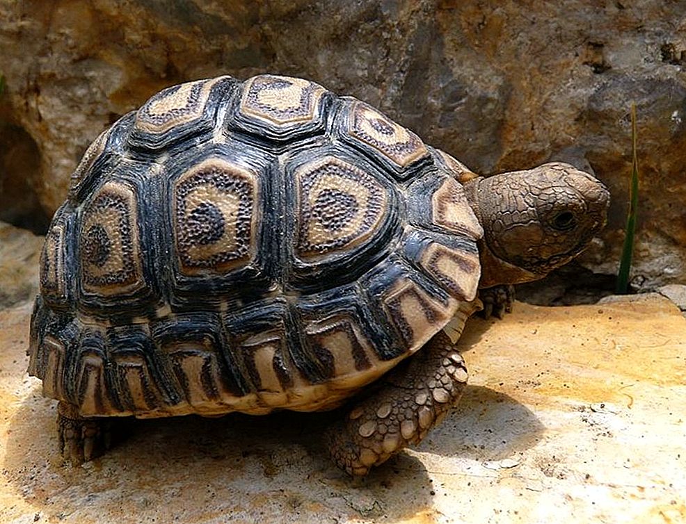 Сухопутные черепахи: виды, правила ухода и содержания
