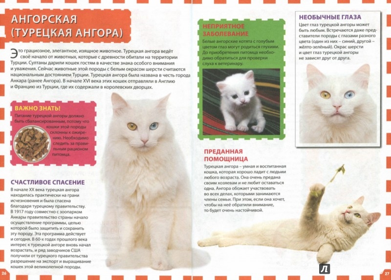 Турецкая ангора: фото, описание породы и характера кошки