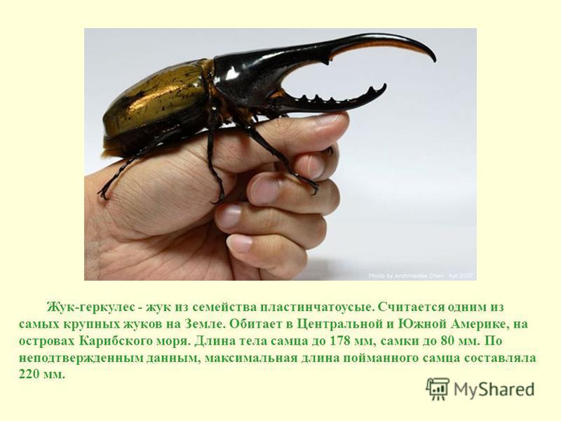 Разновидность жуков фото и названия в россии
