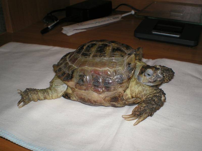 ᐉ как видят черепахи, глаза и зрение у красноухих и сухопутных черепашек - zoopalitra-spb.ru