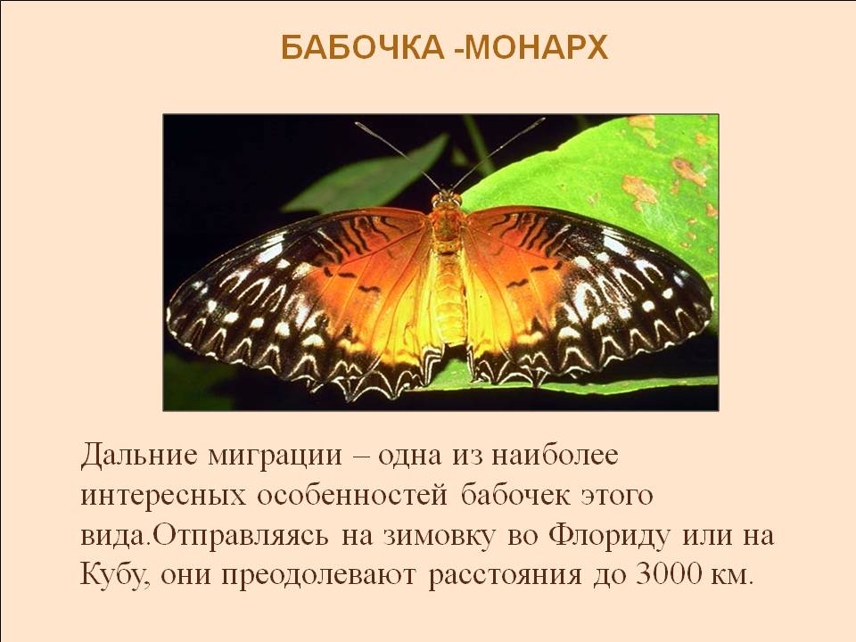 Ядовитые бабочки: какие бывают, 4 самые опасные