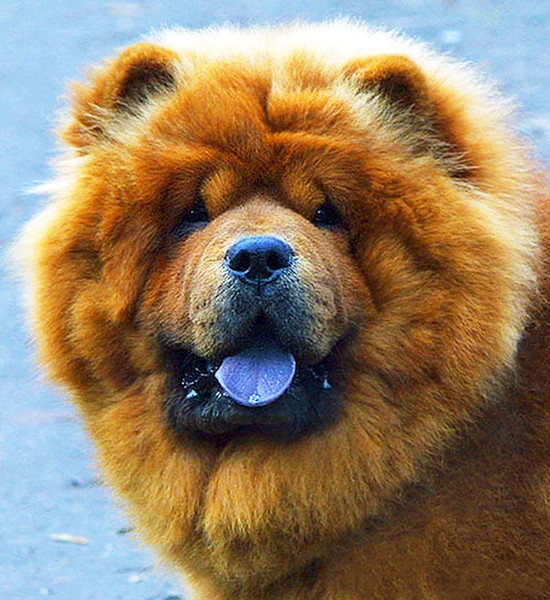 Собака с фиолетовым языком: порода