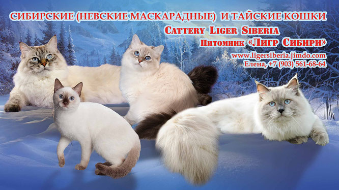 Невская маскарадная кошка: все о кошке, фото, описание породы, характер, цена