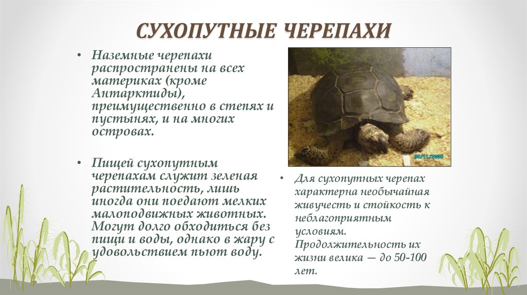 Размеры красноухой черепахи по годам, максимальный размер взрослой особи, рост и вес в зависимости от возраста