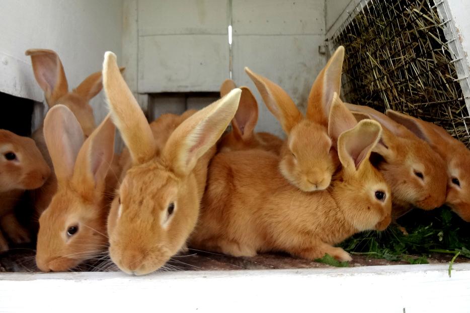 Бургундский кролик: стандарты породы, правила содержания, плюсы и минусы, отзывы