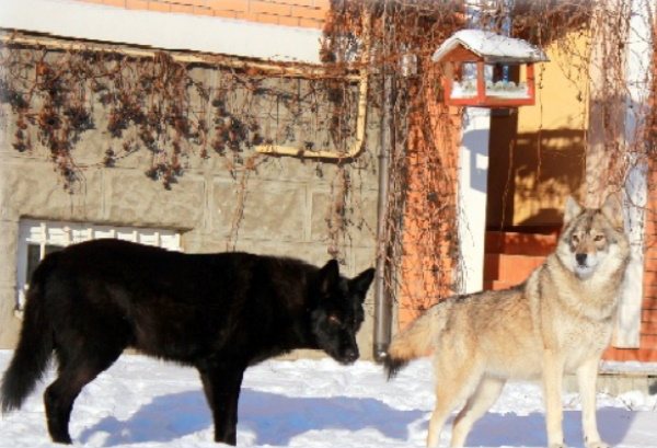 Волкособ: описание породы, характер собаки и щенка, фото, цена