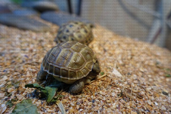 Сухопутные черепахи в домашних условиях: как ухаживать и чем кормить?