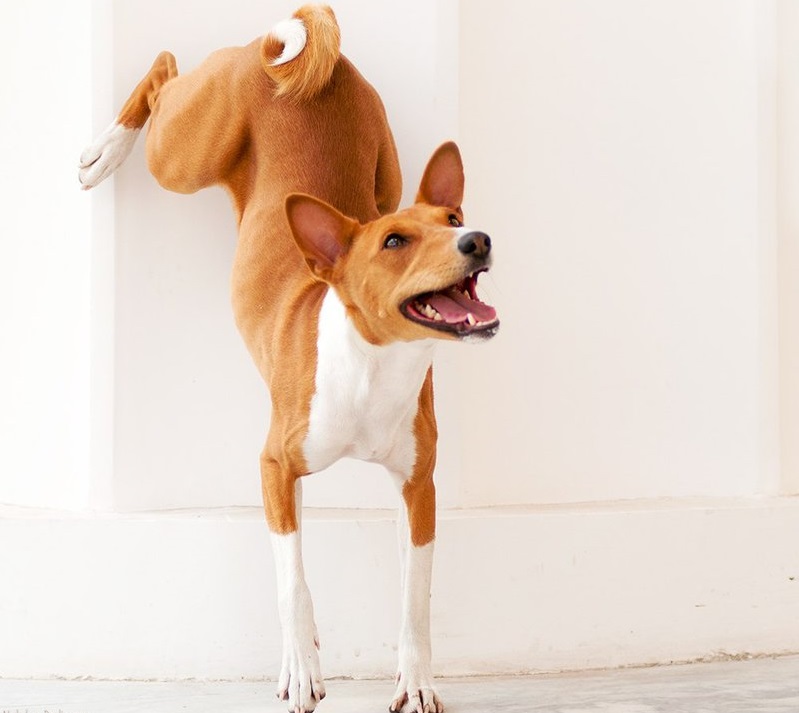 Самые глупые породы собак — топ 10 с фото