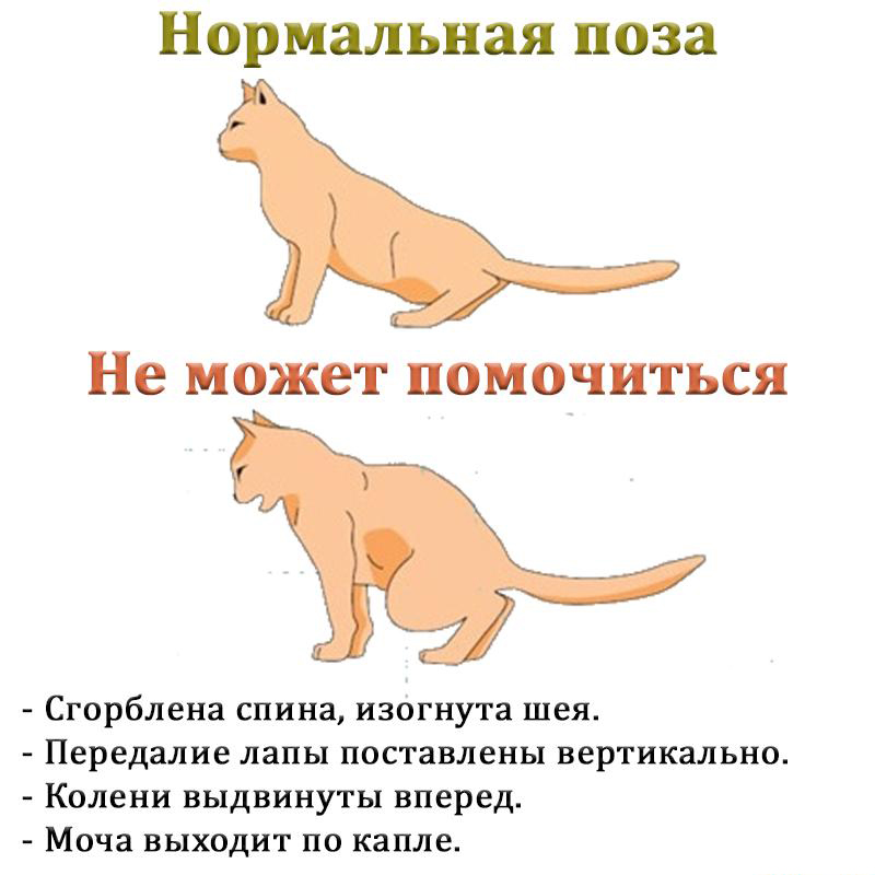 Если кошка ходит по волосам