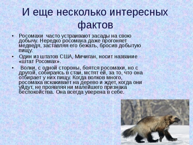 Росомаха животное википедия краткое содержание и фото