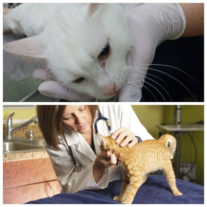 Парадонтоз (периодонтит) у кошек - симптомы и лечение воспалений десен у кошек в москве. ветеринарная клиника "зоостатус"