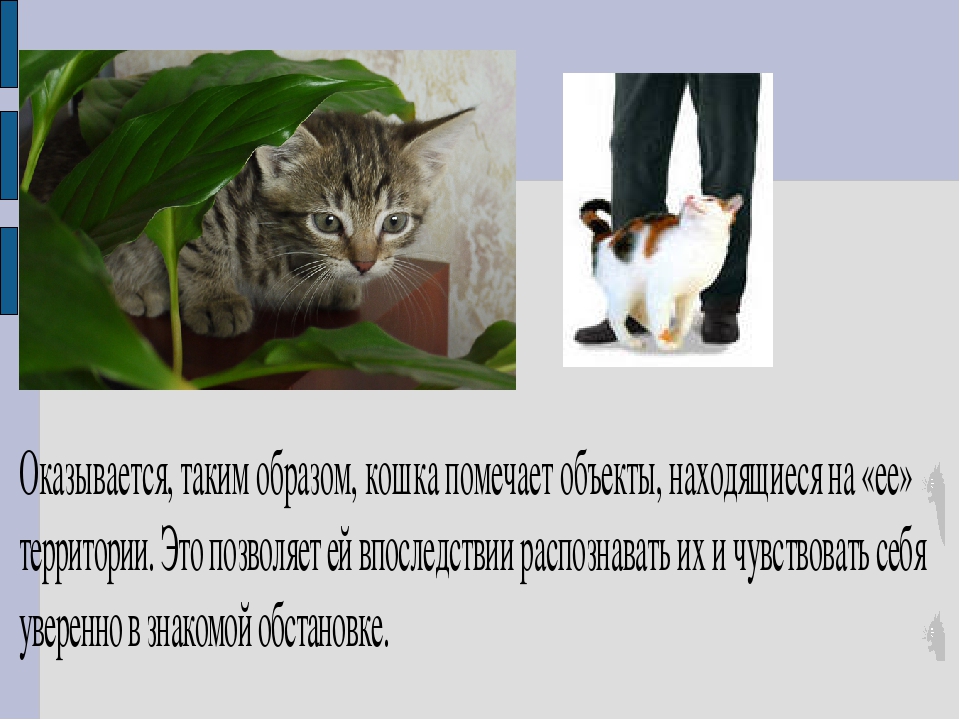 Почему у некоторых кошек висит дряблый животик? это ожирение или что-то еще? - gafki.ru