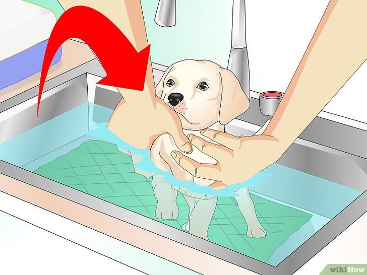 Какие прививки и в каком возрасте делают собакам, таблица | блог ветклиники "беланта"
