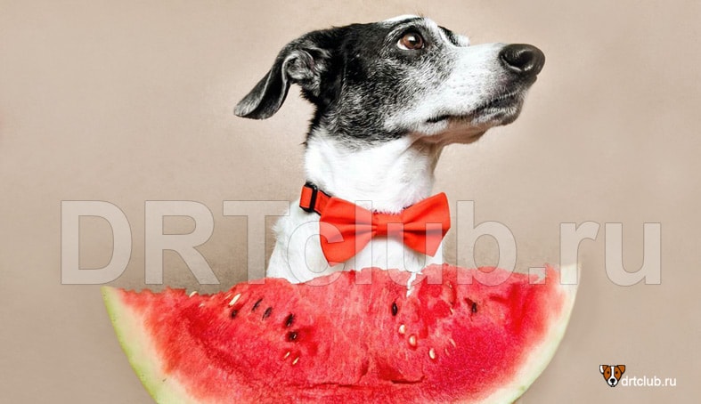 Можно ли собаке яблоки: мнение ветеринаров