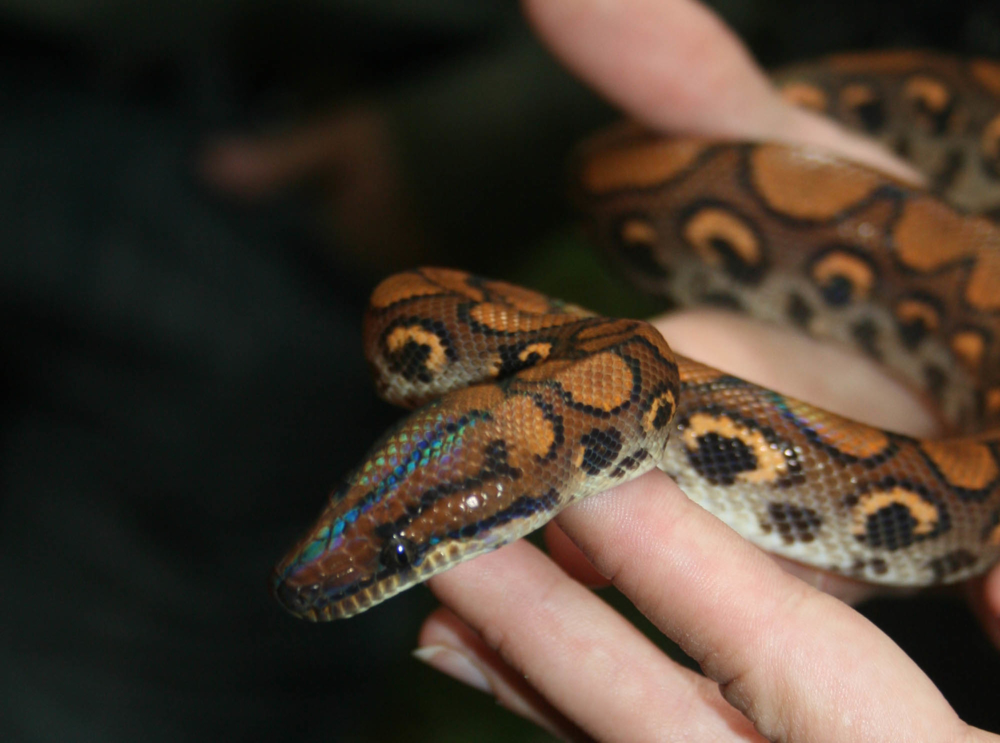 Змея удав: особенности, виды, окрас, повадки, как выглядит, размеры, в чем опасность, как отличить, что едят, сколько живут