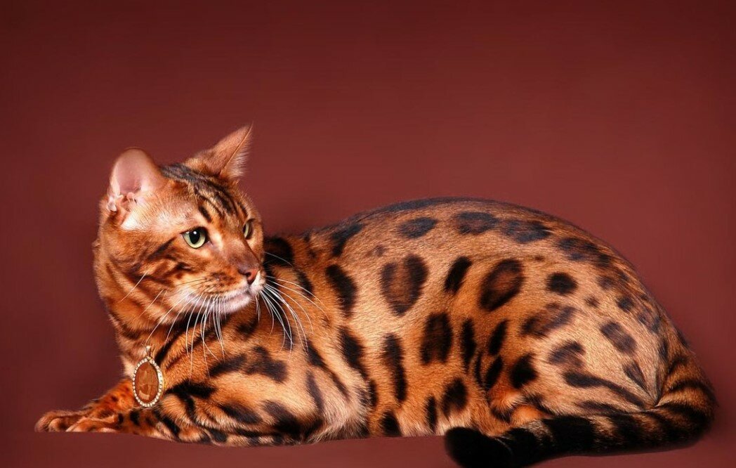 Бенгальская кошка фото, цена котят, характер и поведение и особенности, отзывы