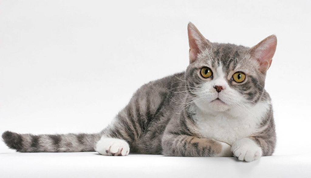 Американская жесткошерстная кошка: фото и описание породы