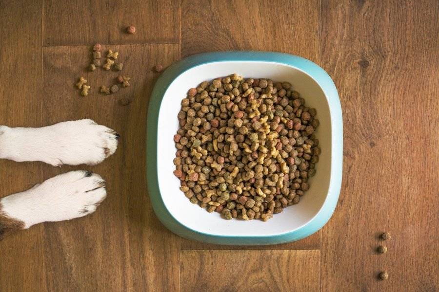 Насколько важен для собаки вкус корма? | hill's pet