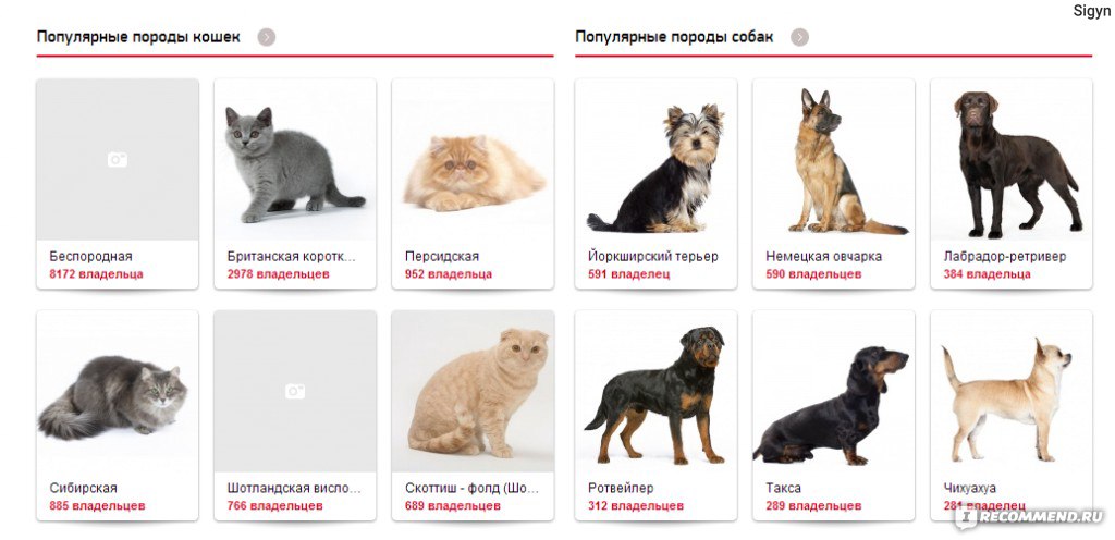 Какие бывают кошки русских пород? топ 10 лучших- описание +фото и видео