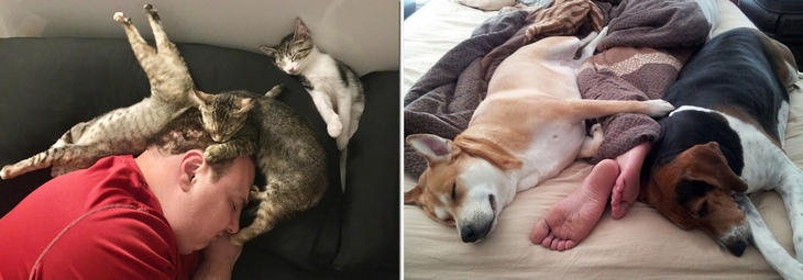 Что означает, если кошка спит в вашей постели