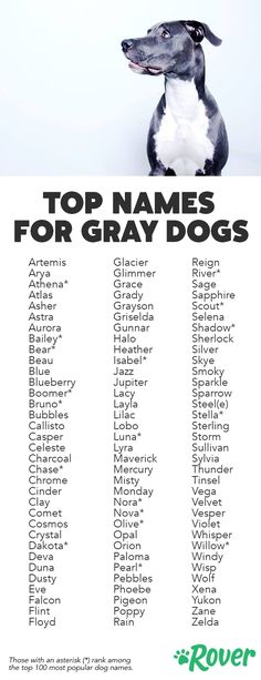 500+ прикольных  кличек для собак девочек, забавные и интересные имена для щенка