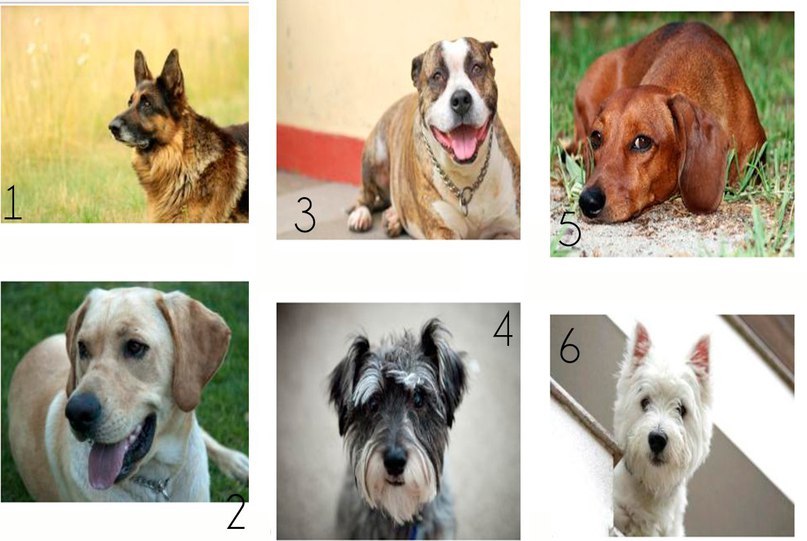 ≡ топ 16 ᐈ лучшие породы собак для квартиры | woofy dog