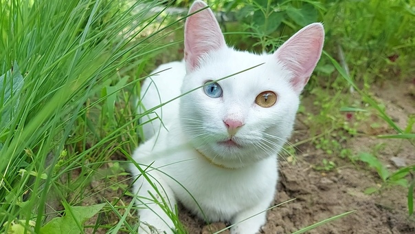 В чем особенности породы као мани и почему она считается экспериментальной - мир кошек