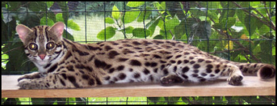 Азиатская леопардовая кошка: подробное описание с фото и видео