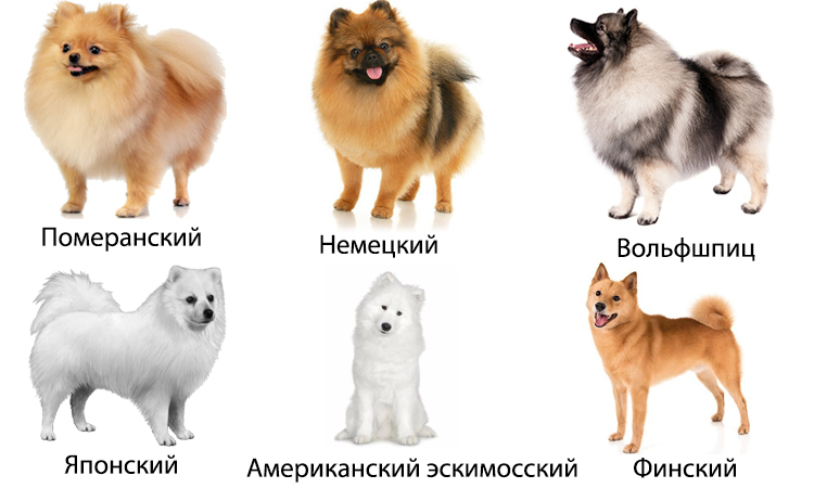 Все о померанских шпицах: внешний вид, характер собачки, разновидности